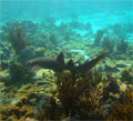 Nurse shark