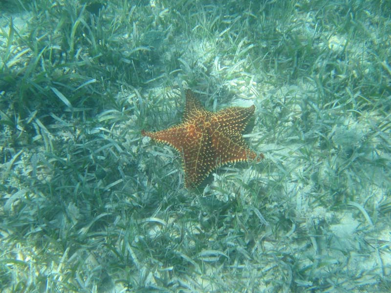 starfish