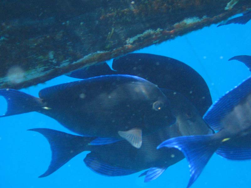 BlueTangsOnHull