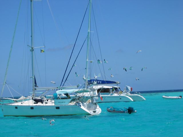 Feeding the gulls, Tobago cays 