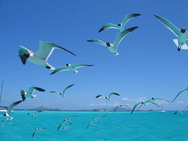 Is that camera edible? Tobago Cays, SVG 