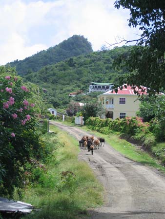 busy road in Carriacou