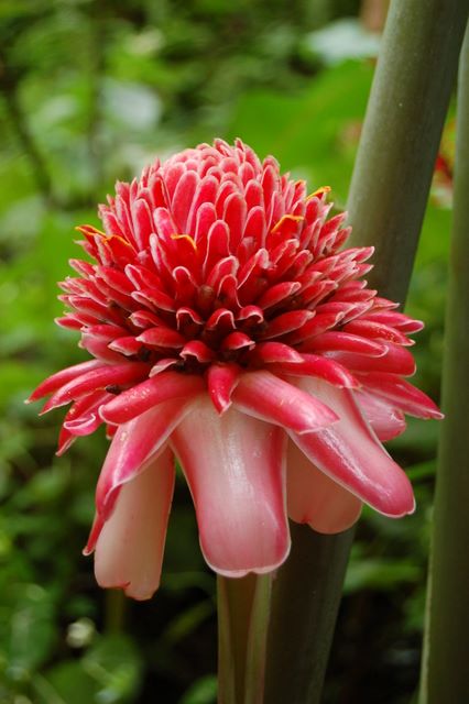 Tropical Flower in St. Lucia