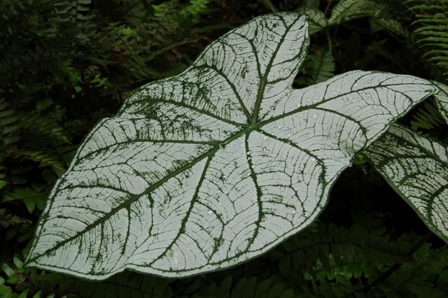 Leaf in the Botanical Garden in Soufriere, St. Lucia