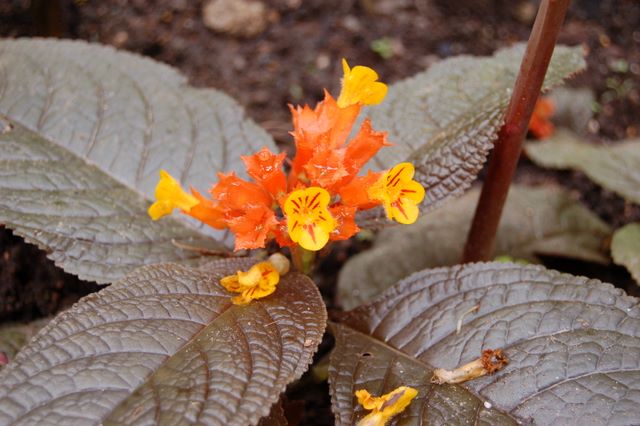 Flower and Leaf in the Botanical Garden in Soufriere, St. Lucia