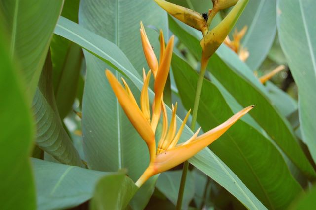 Leaf in the Botanical Garden in Soufriere, St. Lucia