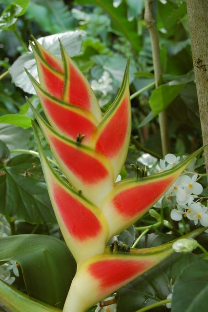 Heliconia, St. Lucia