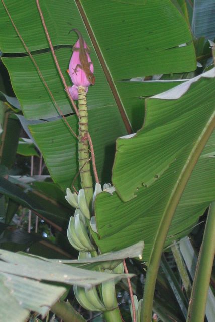 Lizard on the banana plant