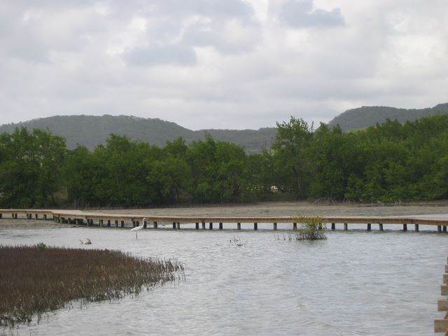 Bird in the salt pond at Pointe Saline, Martinique