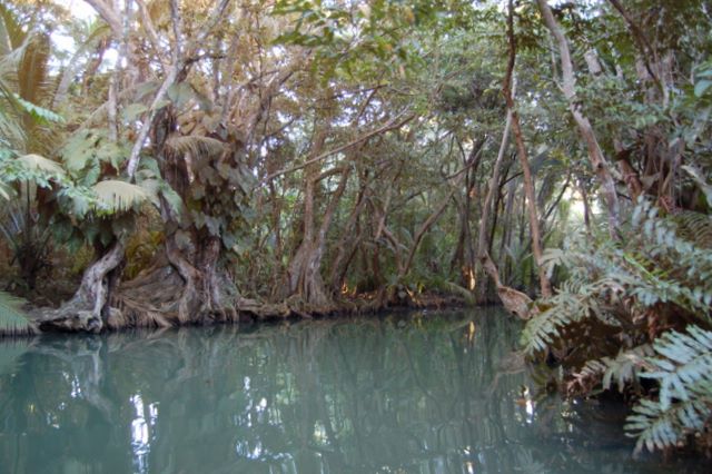 Indian River, Dominica