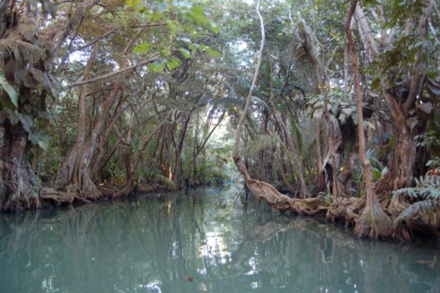 Indian River, Dominica