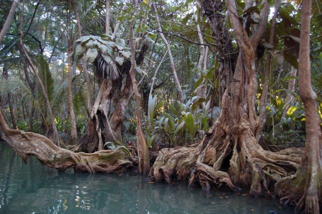 Indian River, Dominica