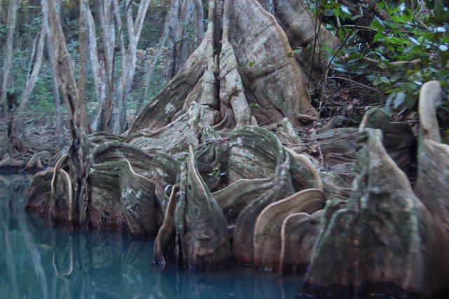 Bloodwood trees on the Indian River, Dominica