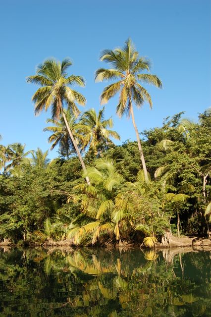 Out of the Indian River, Dominica