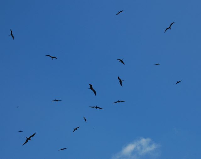 Frigate Birds in Barbuda
