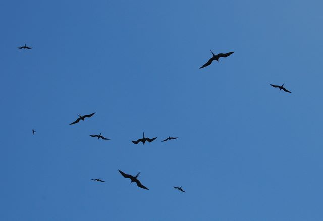 Frigate Birds in Barbuda