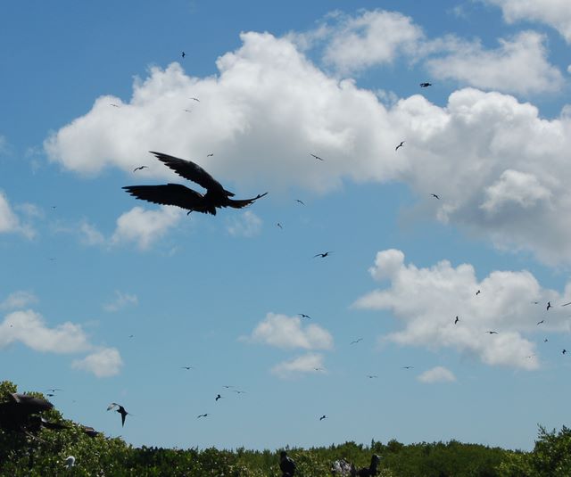 Male frigate birds fight over nesting materials