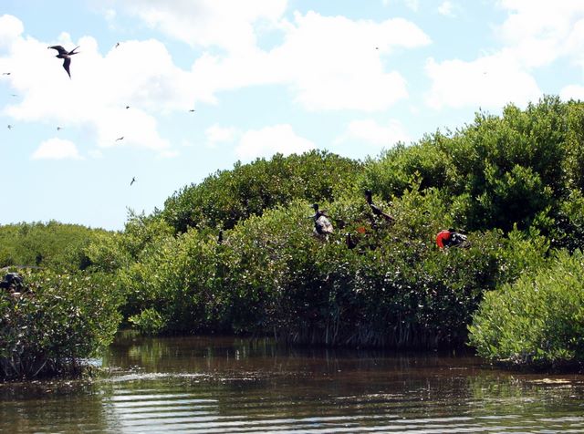 Frigate Bird Sanctuary, Barbuda