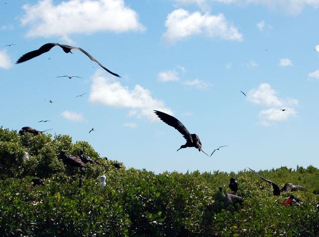 Frigate Bird Chick (all white)