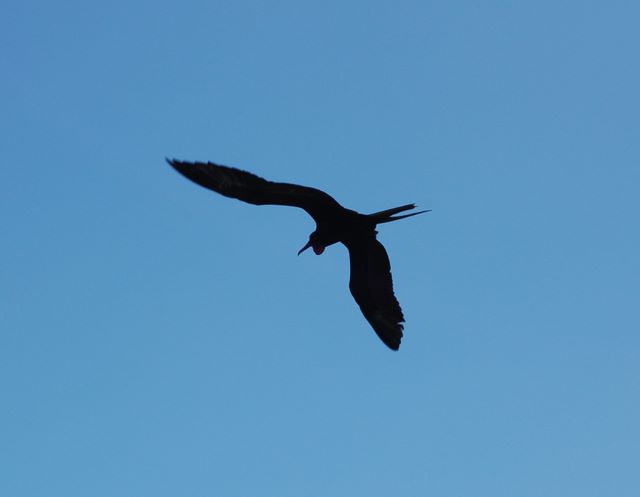 Frigate Bird