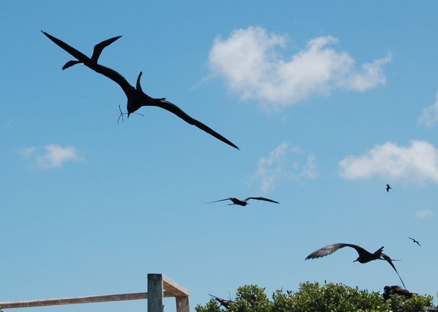 Nesting materials are fought over by Frigate Birds