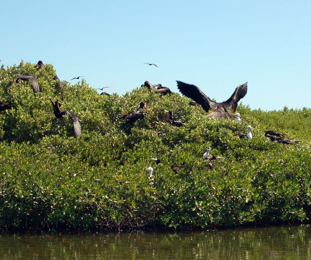 Frigate bird chicks greet mama