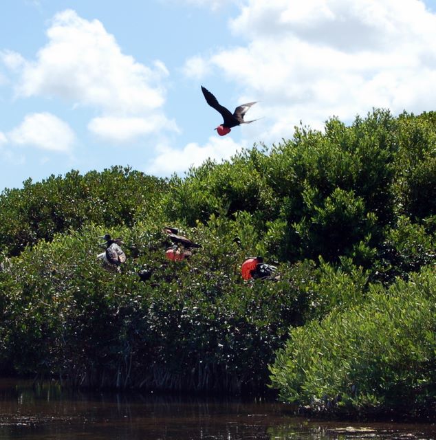 Frigate Birds courting, Barbuda