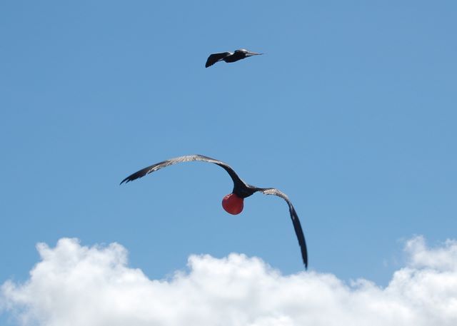 Flying male Frigate Bird 