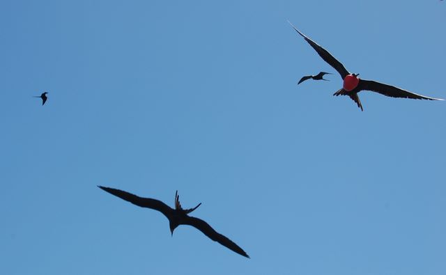 Courting Frigate Birds