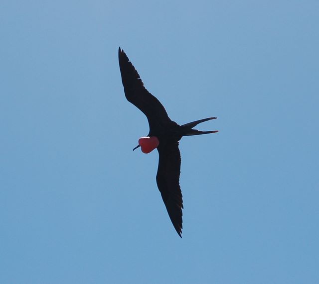 Male Frigate Bird 