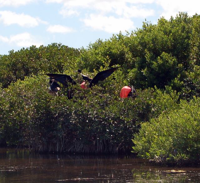 Frigate Bird Sanctuary in Barbuda