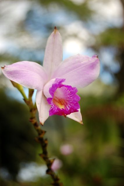 Flower, Martinique