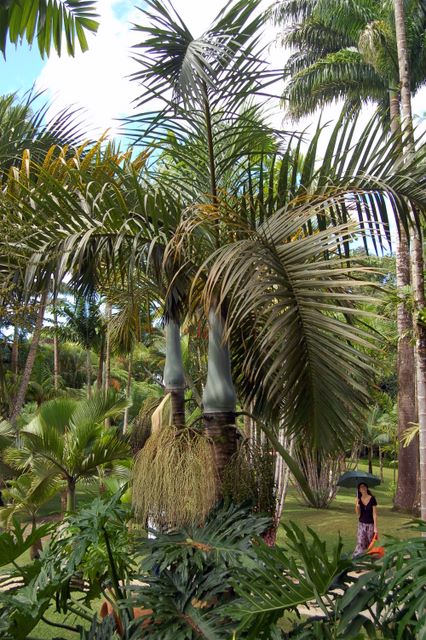 Jardin de Balata, Martinique