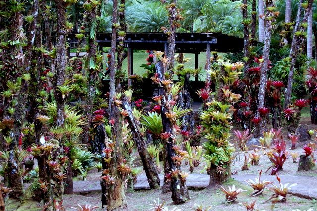 Jardin Balata, Martinique