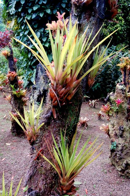 Jardin Balata, Martinique