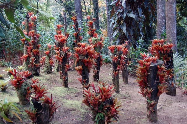 Jardin Balata, Martinique