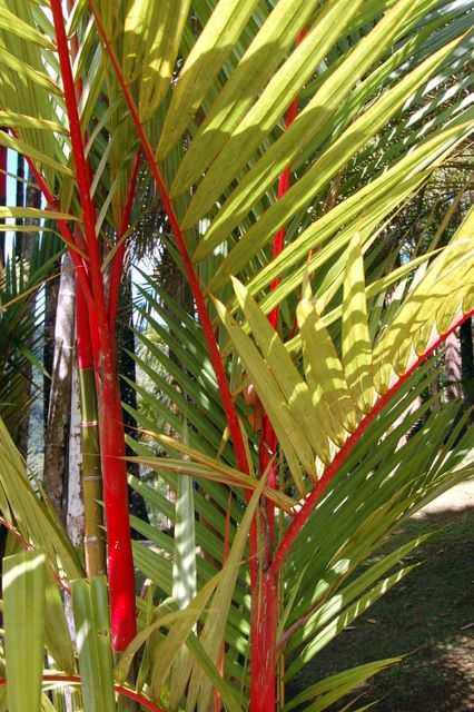 Bamboo, Jardin de Balata, Martinique