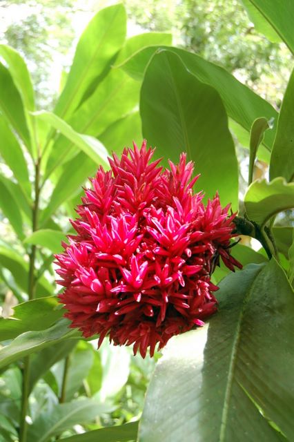 Jardin de Balata, Martinique 