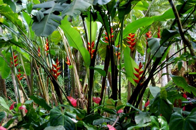 Heliconia, Jardin de Balata, Martinique