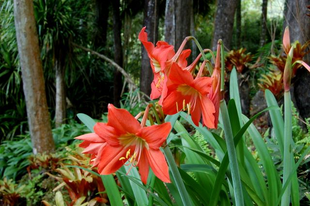 Jardin de Balata, Martinique