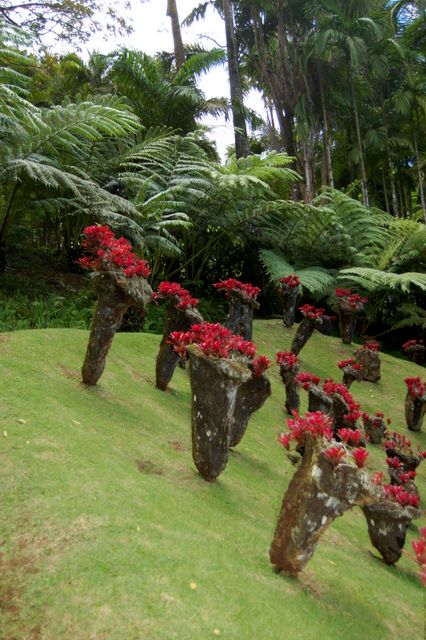 Jardin de Balata, Martinique