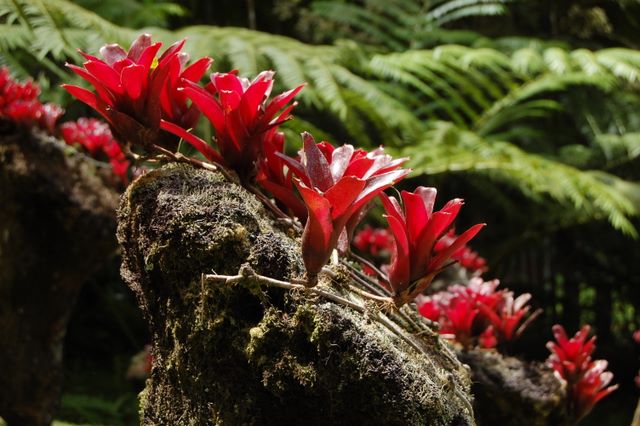 Jardin de Balata, Martinique