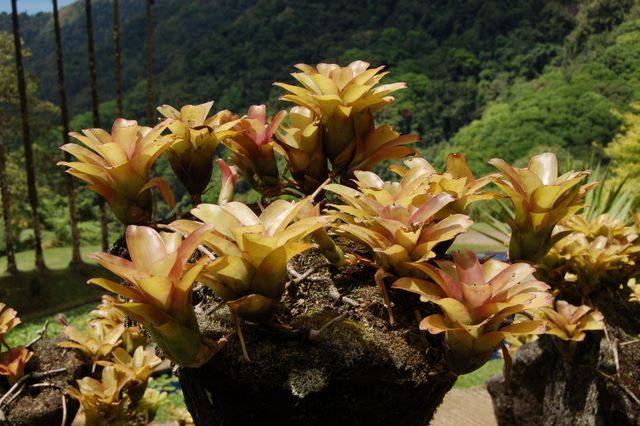 Jardin de Balata, Martinique 