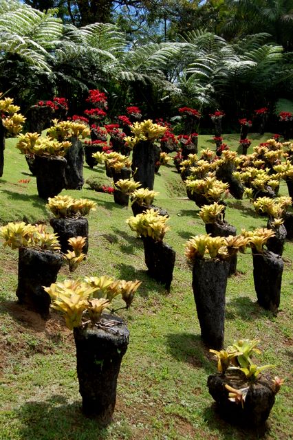 Jardin de Balata, Martinique