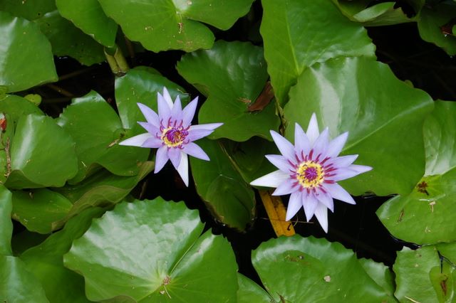 Jardin de Balata, Martinique