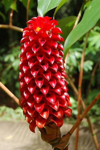 Jardin de Balata, Martinique