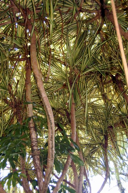 Jardin de Balata, Martinique