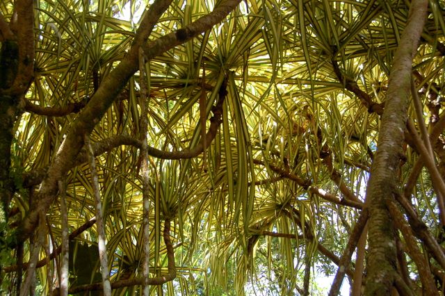 Jardin de Balata, Martinique