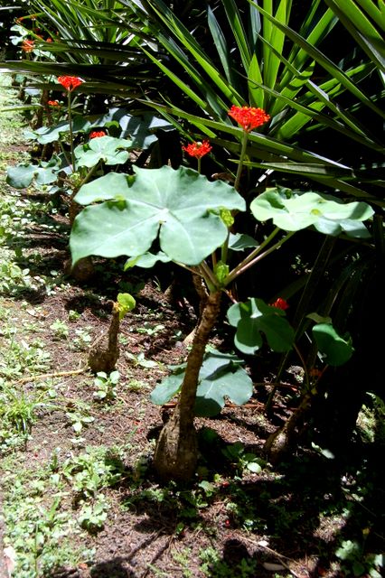 Jardin de Balata, Martinique