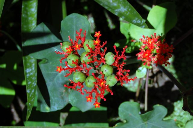 Jardin de Balata, Martinique